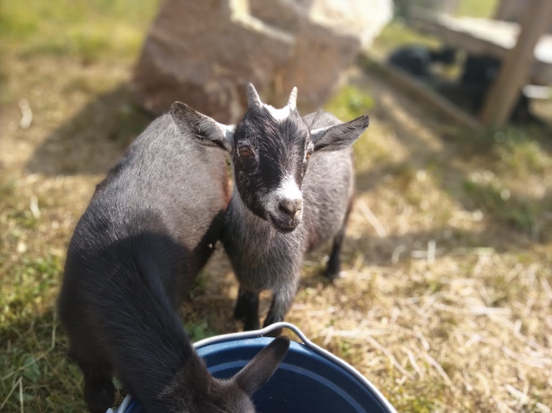 Mazezilla, goats, barnyard animals