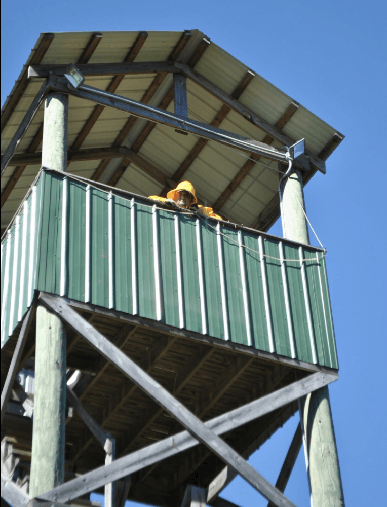 Mazezilla, corn maze tower