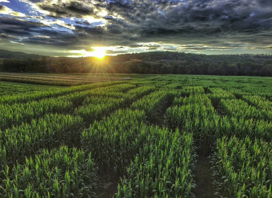 Mazezilla, corn maze in Lehigh Valley