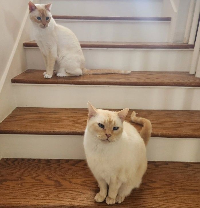 Cat Sitting