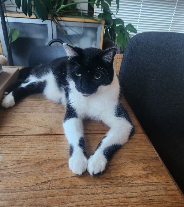 Cat Sitting