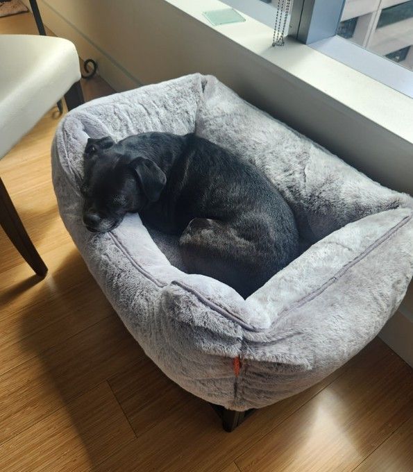 Dog Sitting 