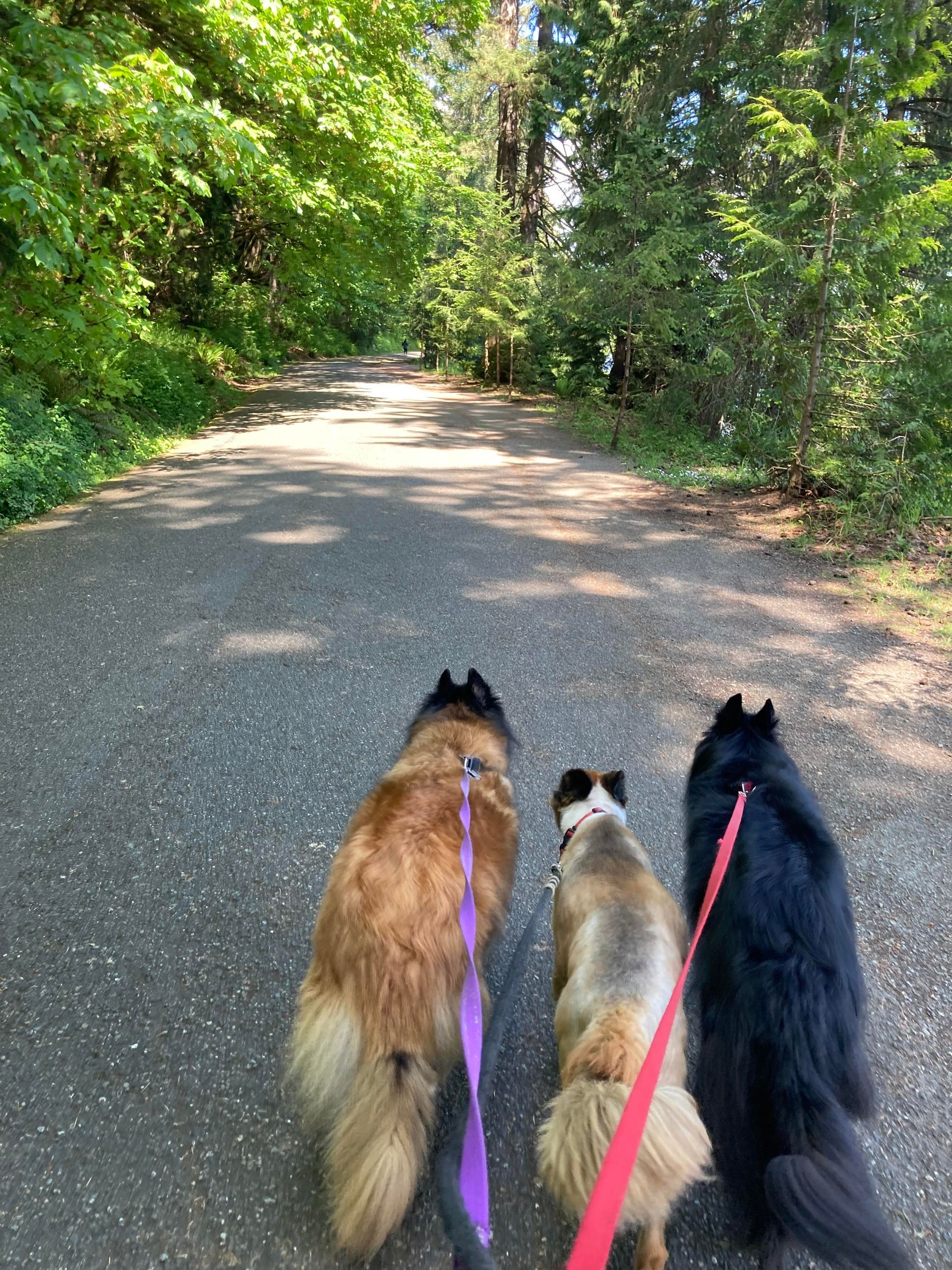 Dog  Walk Sitting 