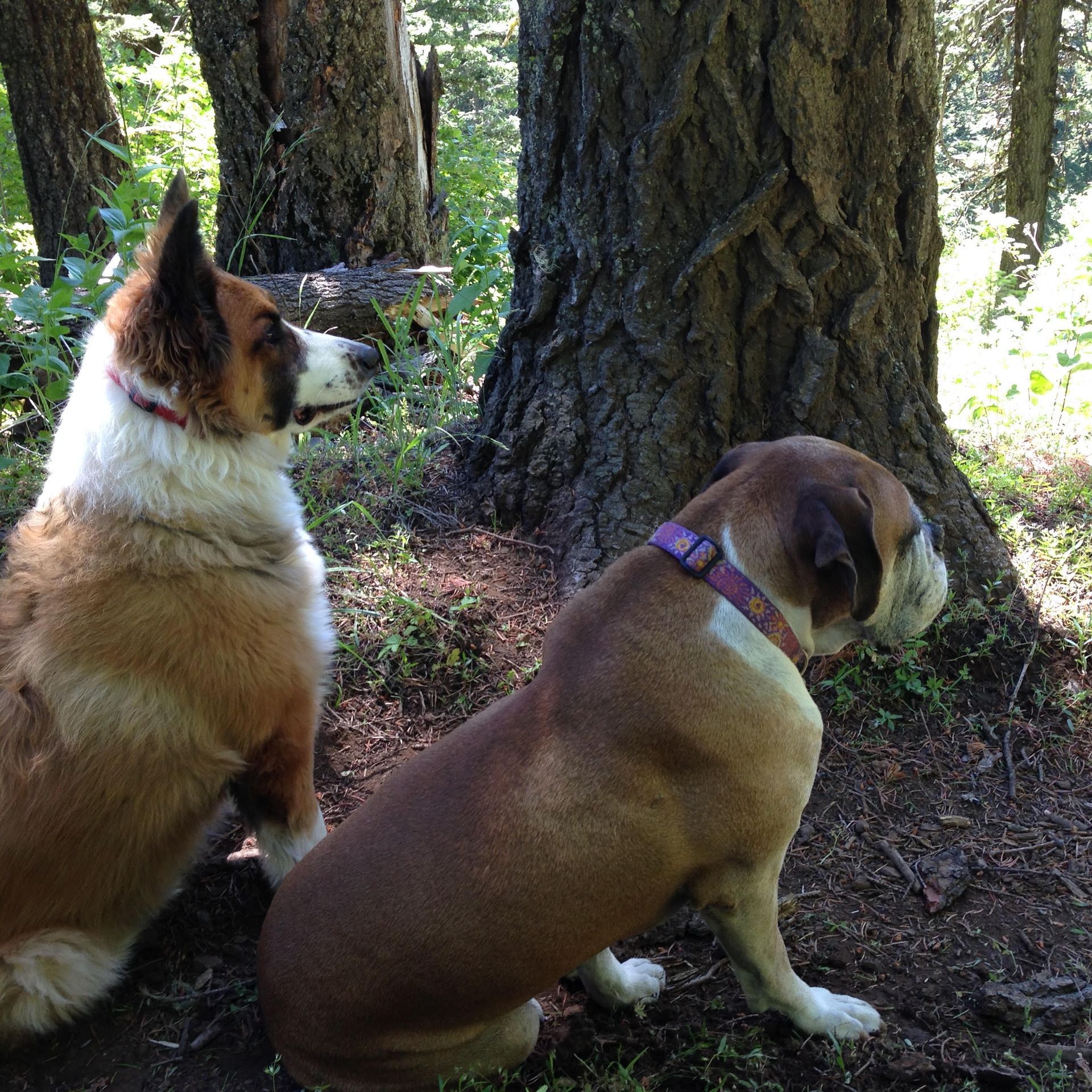 Dogs at Park