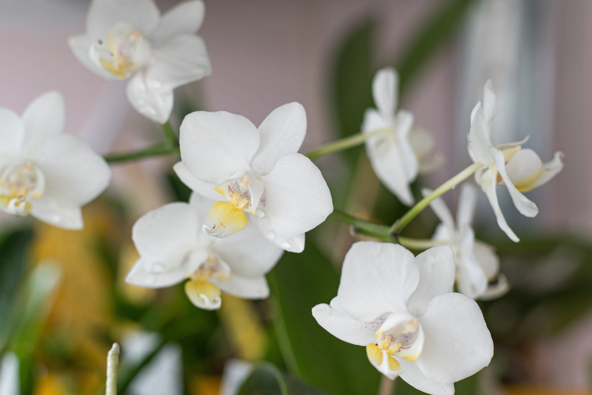 Orchids