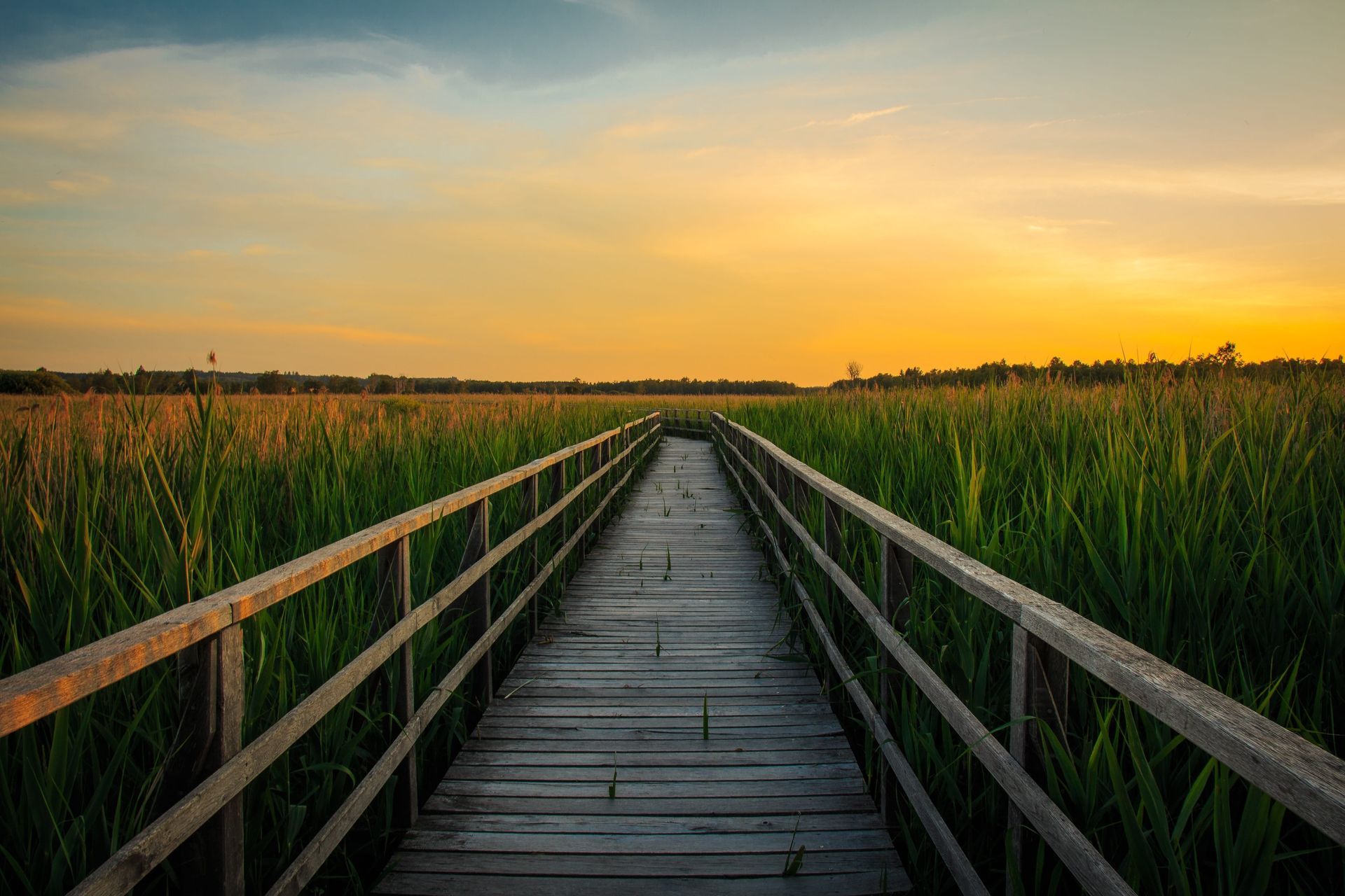 Wooden boardwalk through tall grasses at sunset under a golden sky