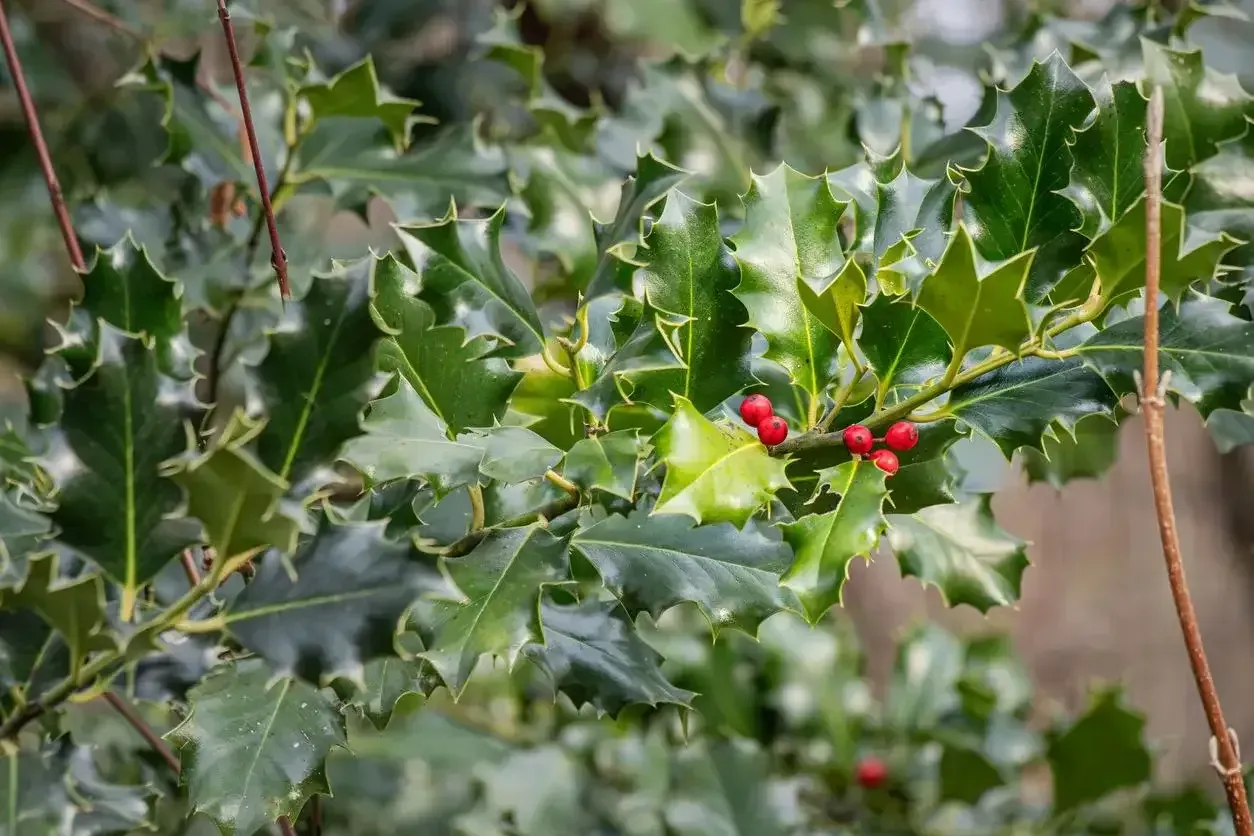 Holly bush with glossy, spiky green leaves and red berries.