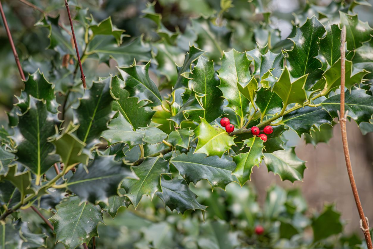 Holly bush with glossy, spiky green leaves and red berries.