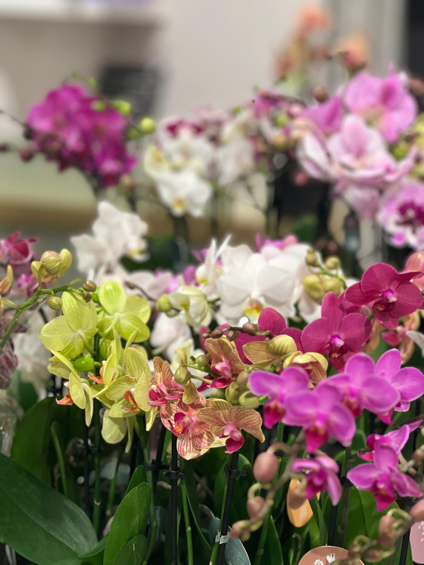 Assortimento di orchidee colorate in fiore, con fiori rosa, bianchi e gialli in un'esposizione da giardino.