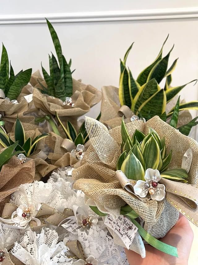 Assortimento di piccole piante di sansevieria e piante grasse in vaso, avvolte in juta e mazzi di carta.