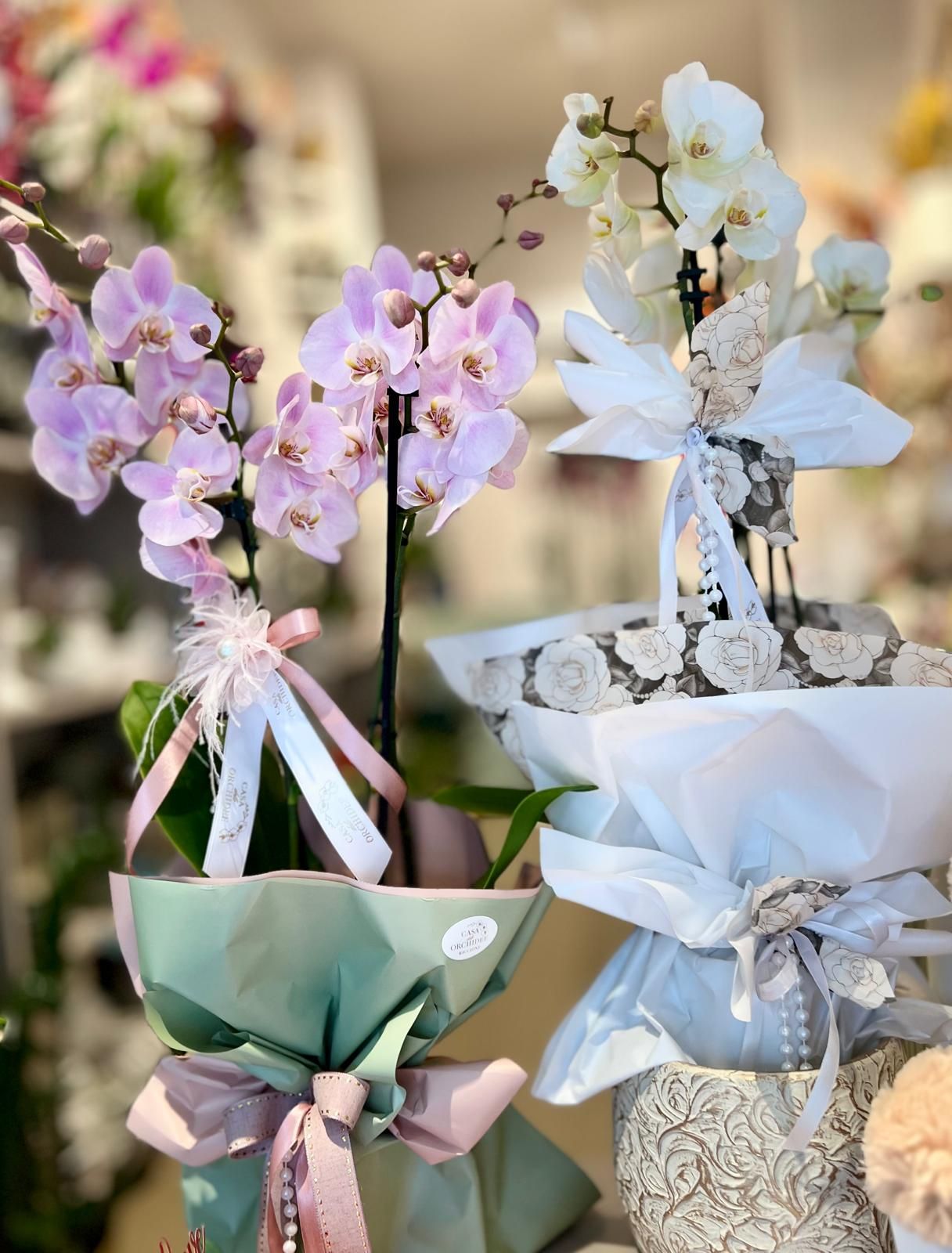 Mazzi di orchidee in vaso, avvolti in carta e nastri color pastello, esposti in una vetrina di un negozio.