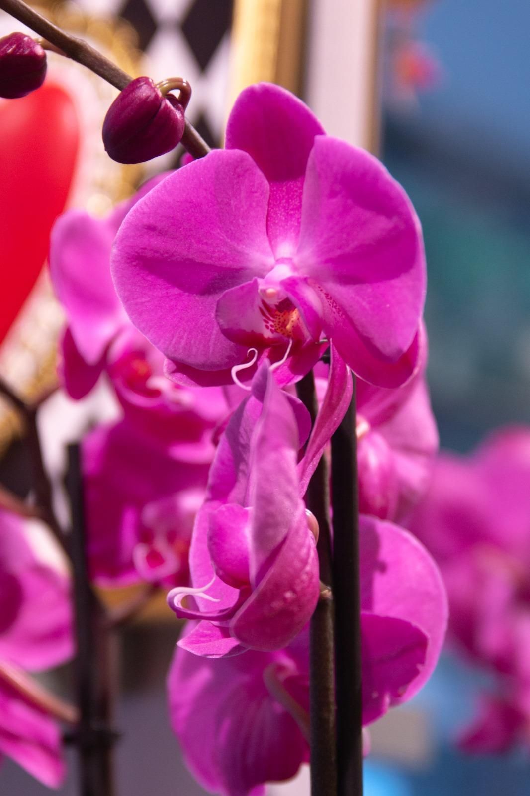 Primo piano di vivaci fiori di orchidea rosa su uno stelo, contro uno sfondo sfocato.