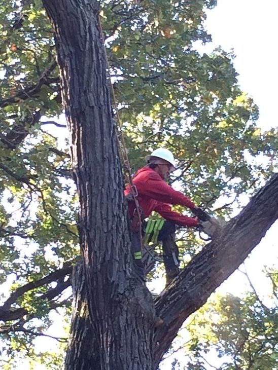 a licensed arborist in flagstaff works on a blue spruce