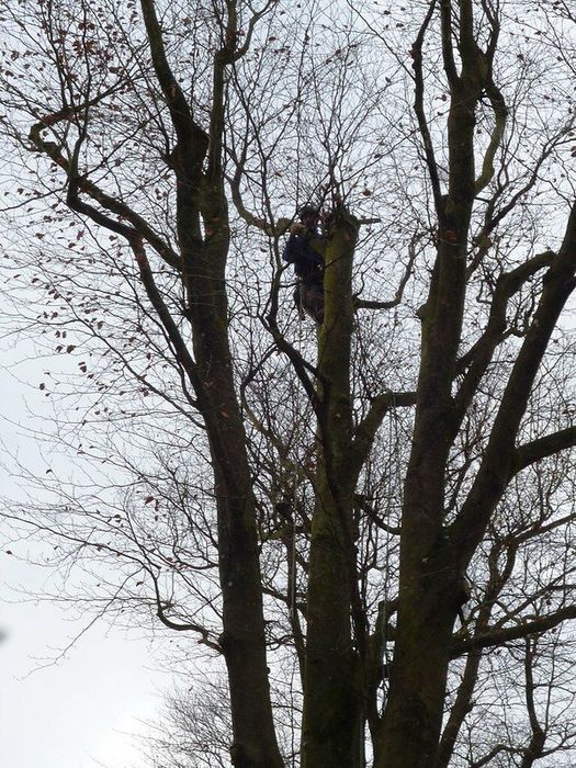 a tree service handles the removal a ponderosa pine
