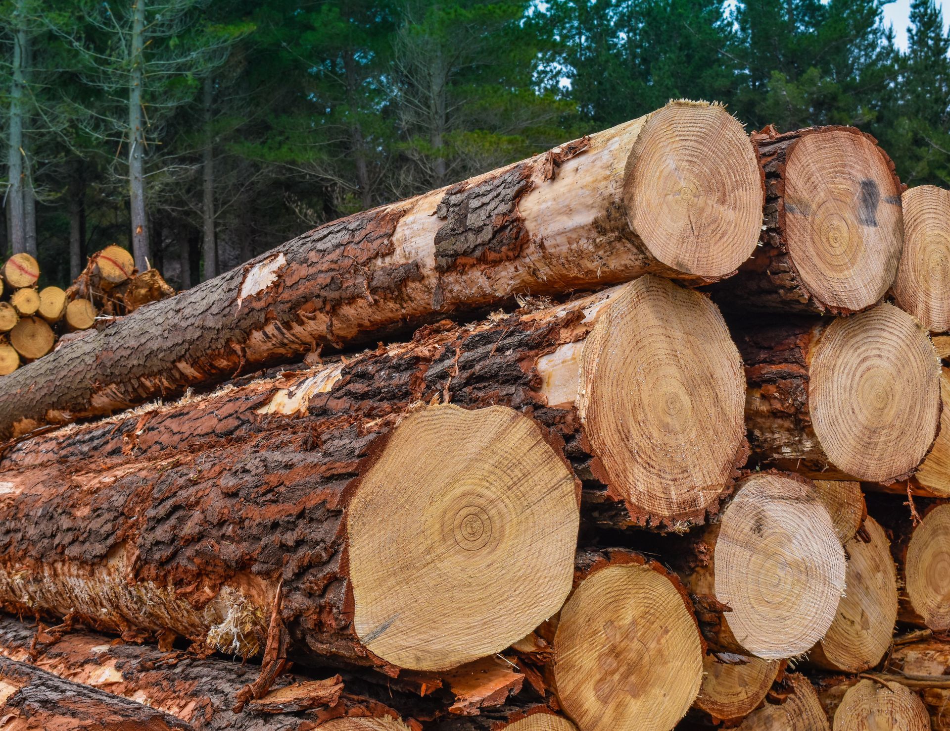 Close-up of stacked tree trunks