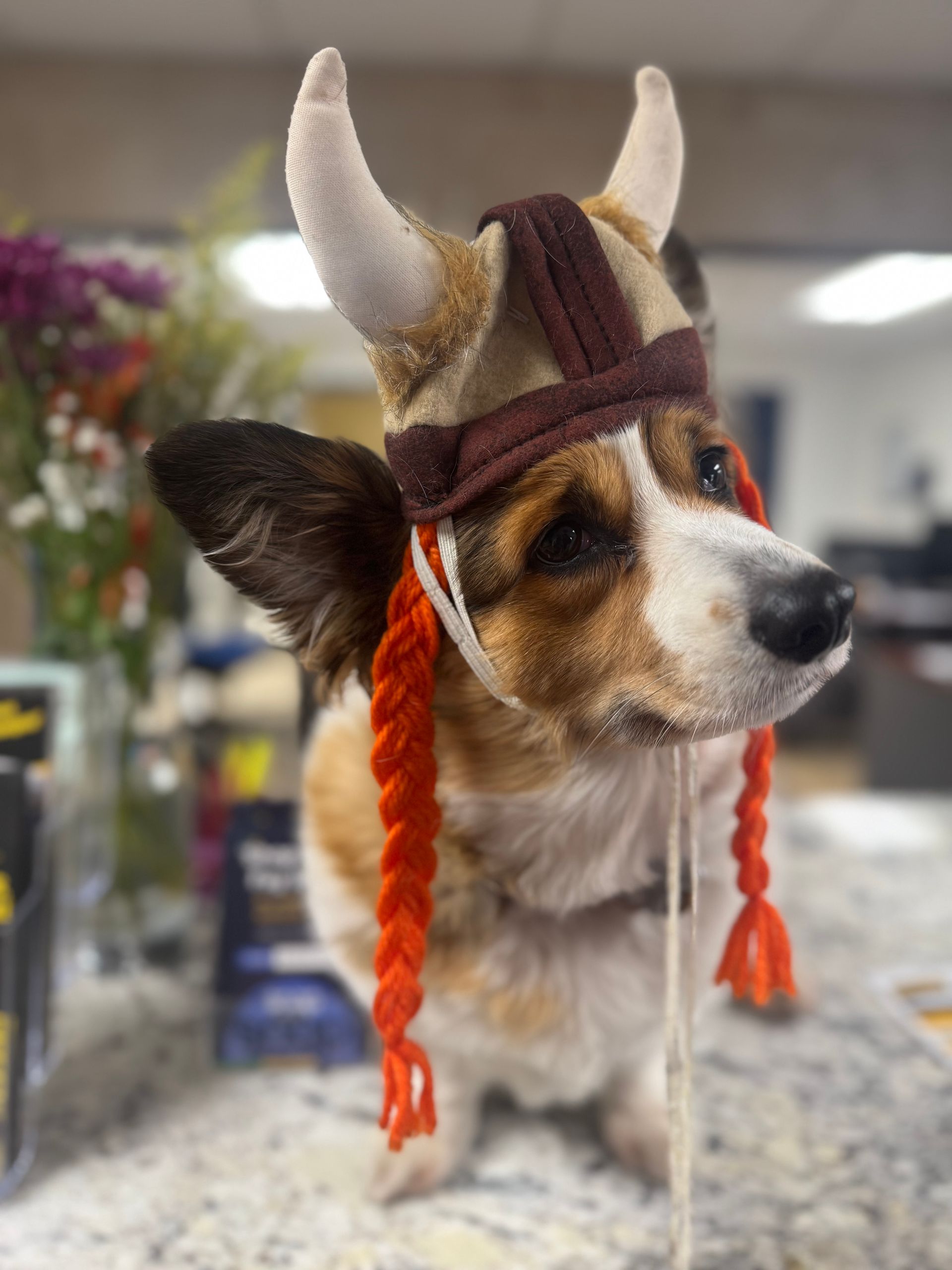 Small dog wearing a Viking helmet with red braids, standing indoors on a table.