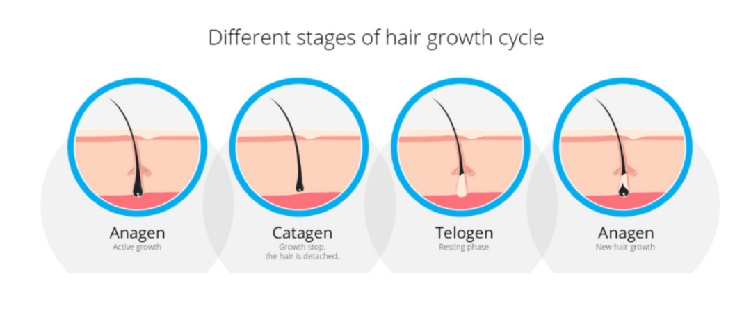 Diagram of hair growth cycle showing the Anagen, Catagen, Telogen, and Anagen phases.