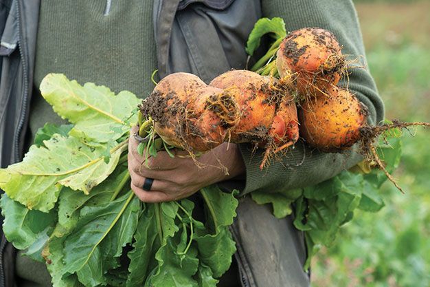 A person in a green fleece holding a cluster of freshly harvested, dirt-covered golden beets with lush green leafy tops.