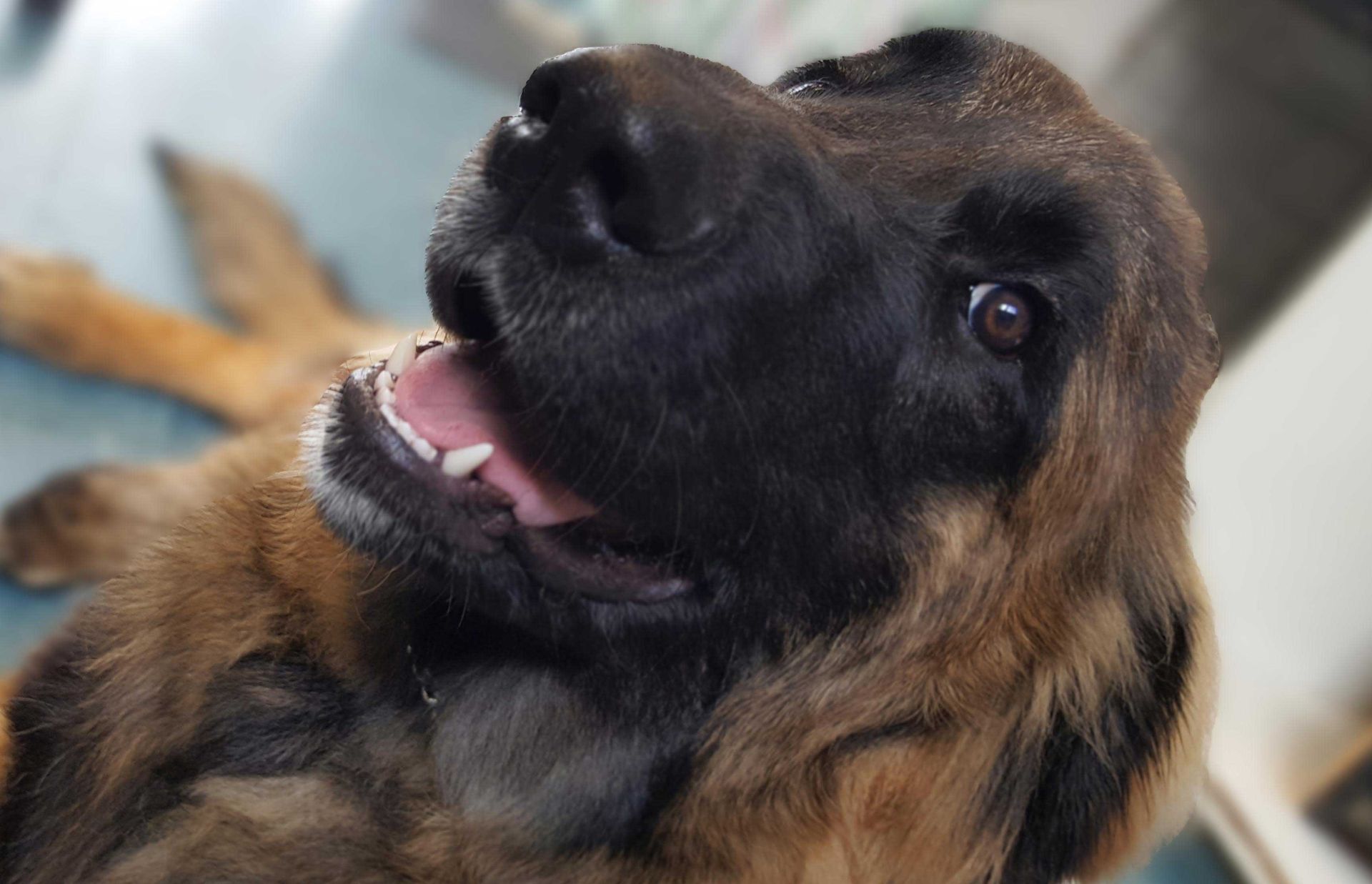 Close-up of a happy dog with brown and black fur, mouth open in a smile, looking upwards.