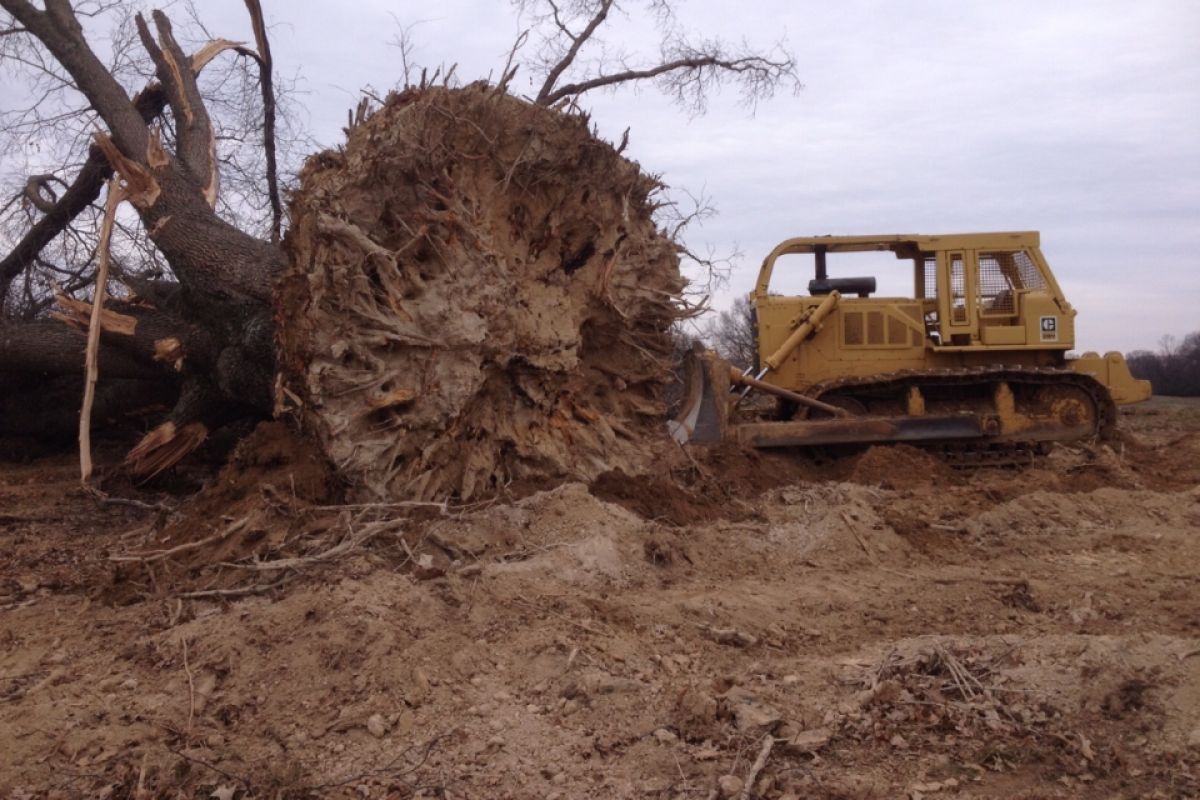 A bulldozer is moving a large tree stump in the dirt