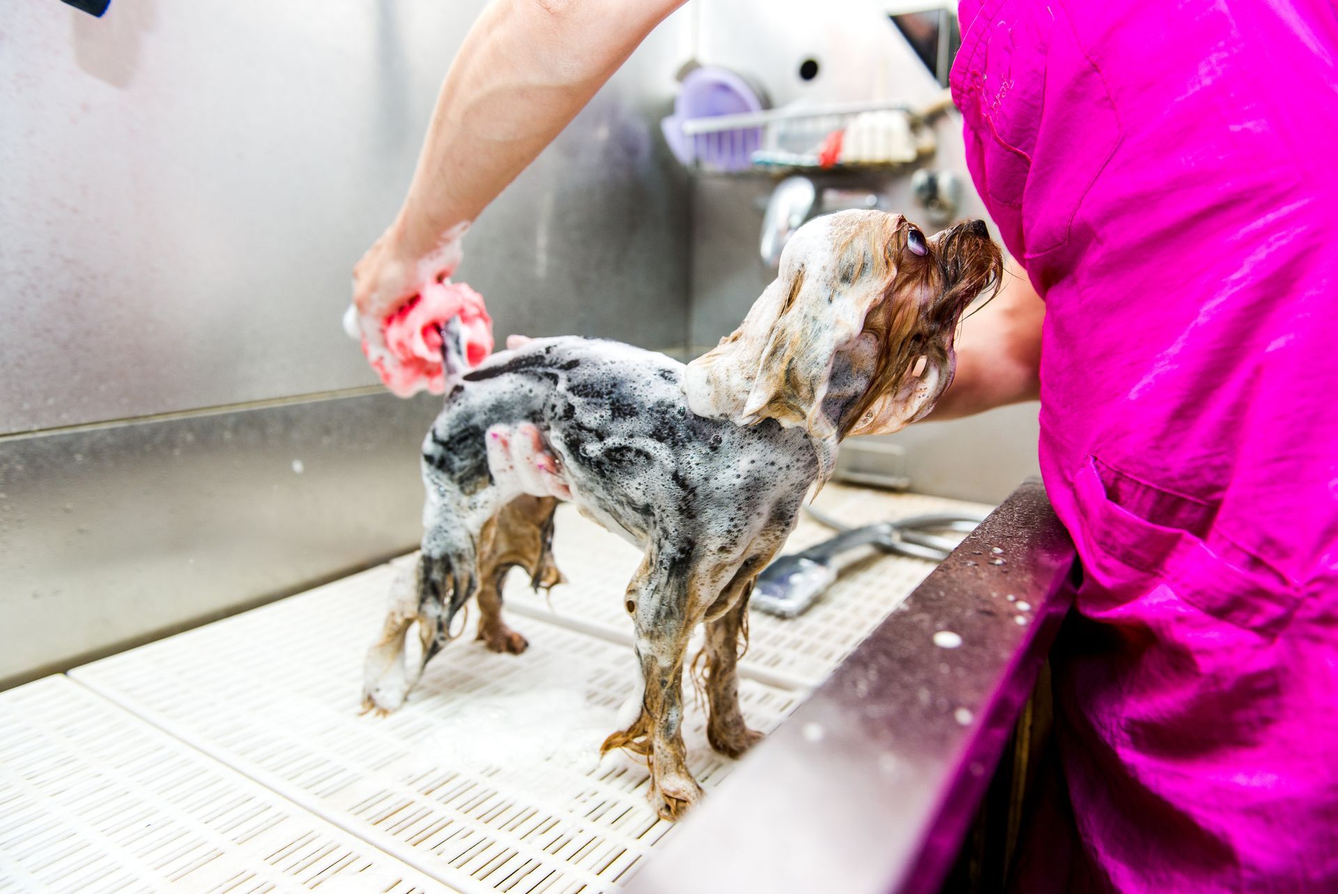 Dog being washed at a grooming sink by a person in a bright pink shirt