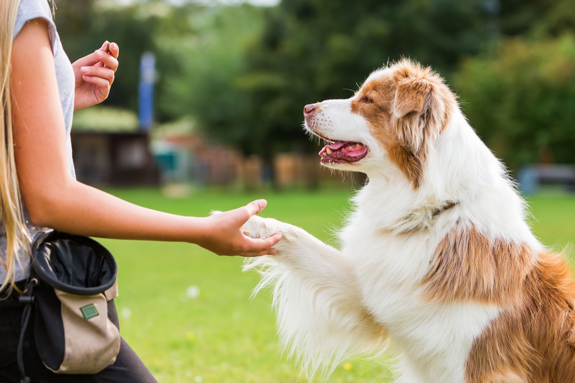 Person extends a hand to a tan-and-white dog sitting on grass, outdoors in a park.