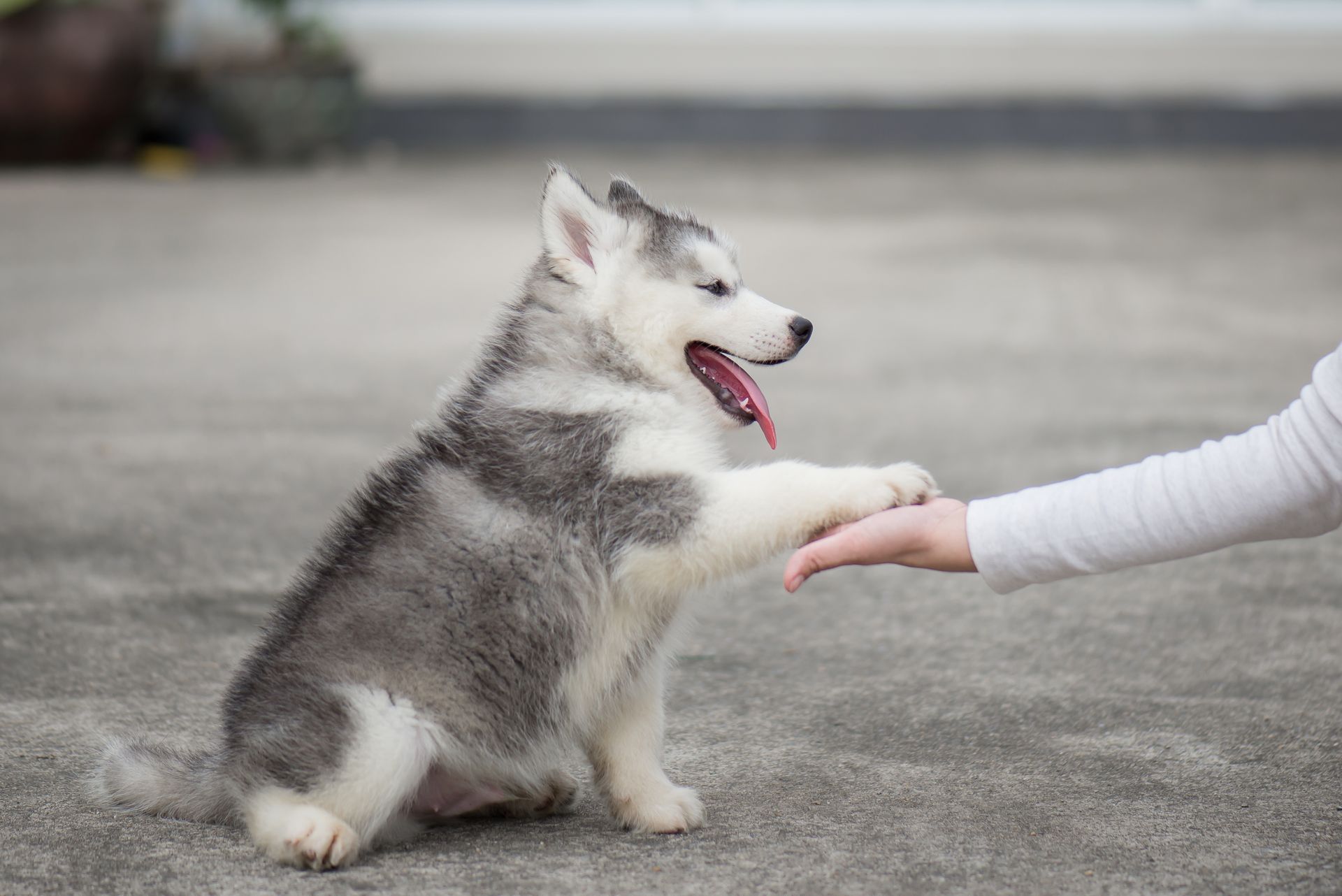 Gray husky puppy high-fiving a person’s hand on pavement, tongue out, outdoors