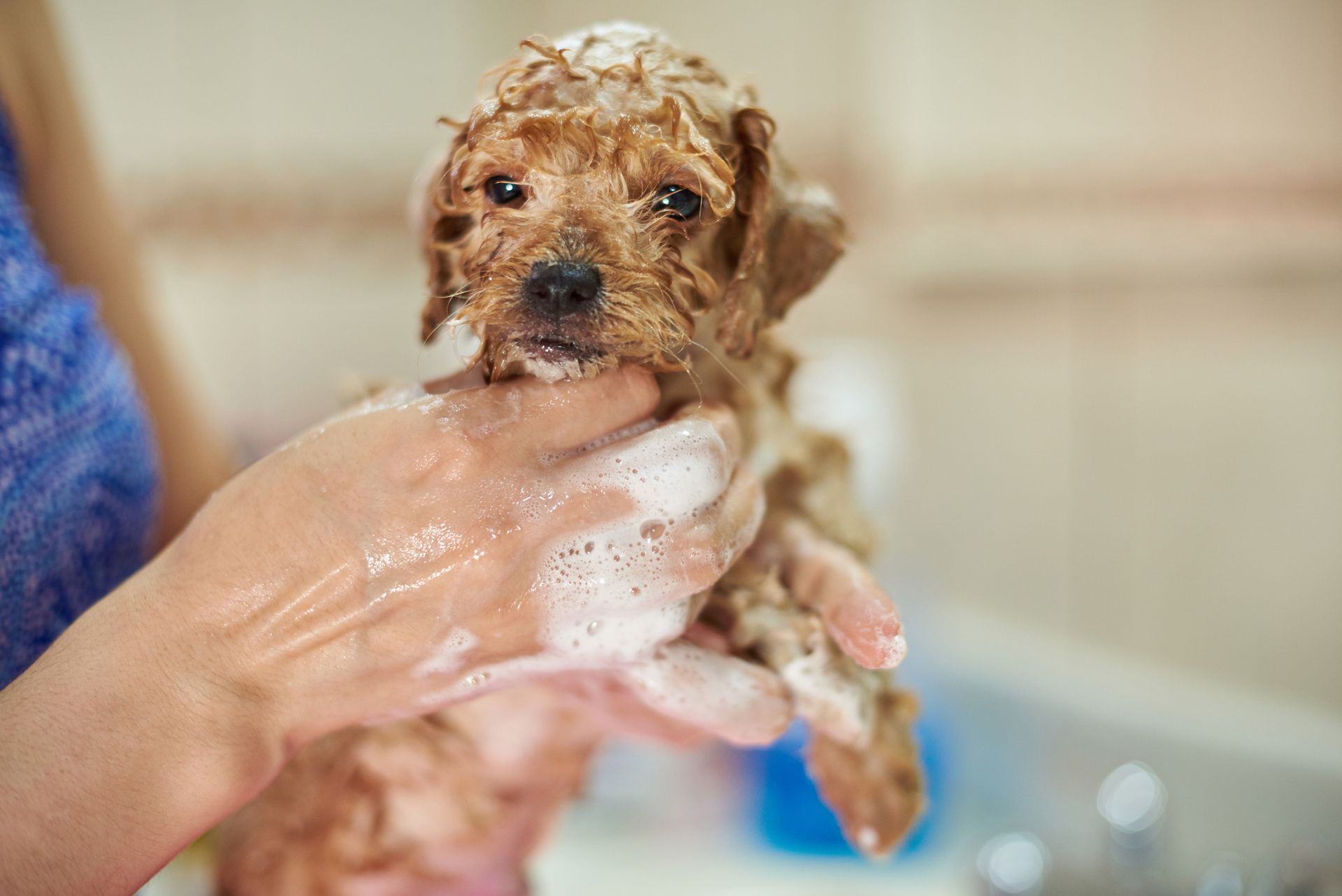 Small wet brown puppy being bathed in a person's hands with soap suds