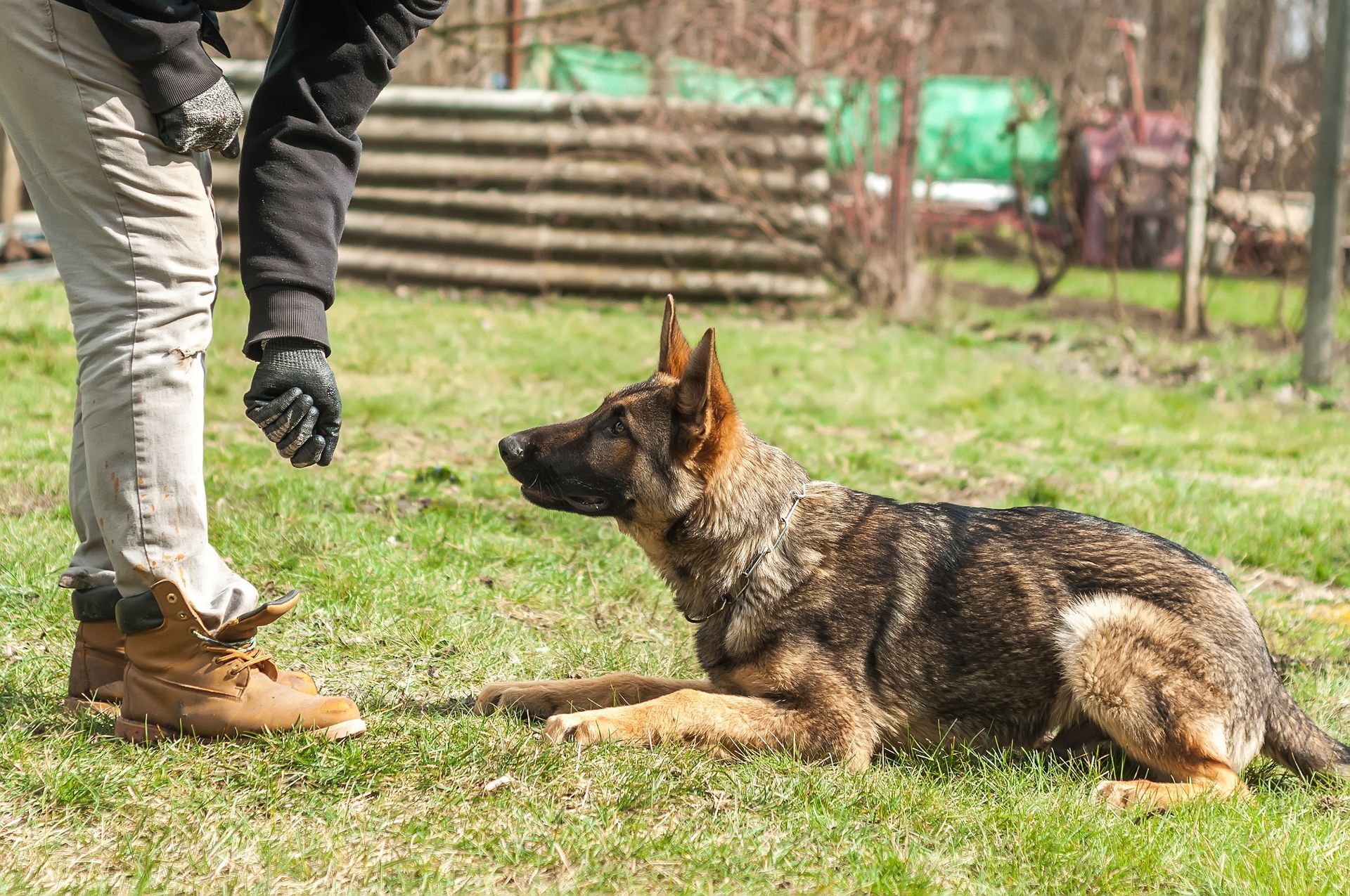 German shepherd lying on grass, watching a person reaching toward it