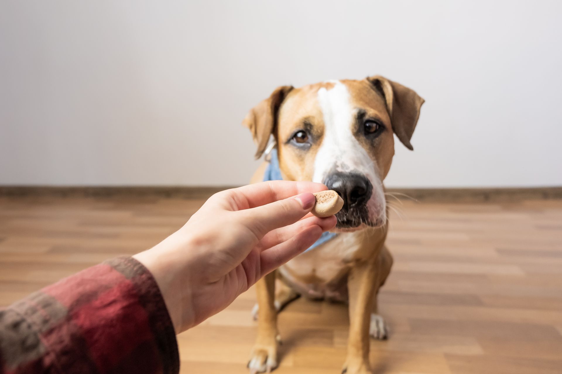 Hand feeding a brown-and-white dog a treat in a wood-floored room