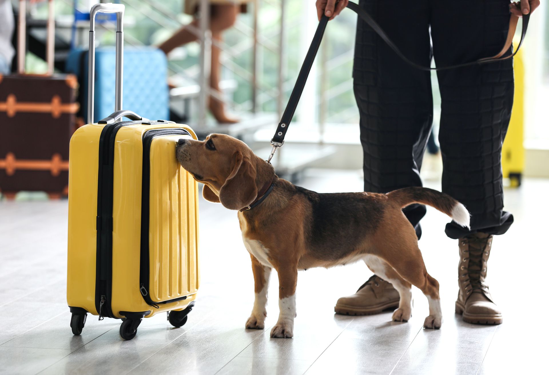 Brown dog sniffing a yellow suitcase at an airport, with a person standing nearby