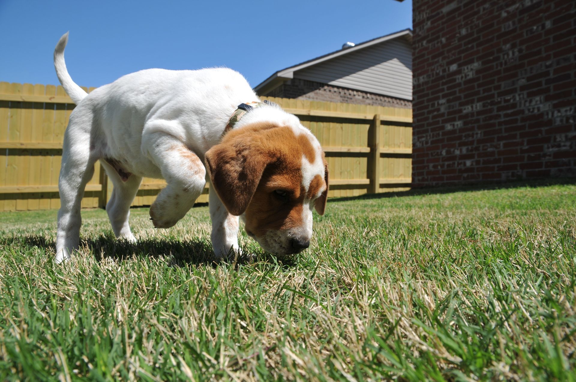 White and brown puppy sniffing grass in a sunny backyard near a wooden fence and brick house