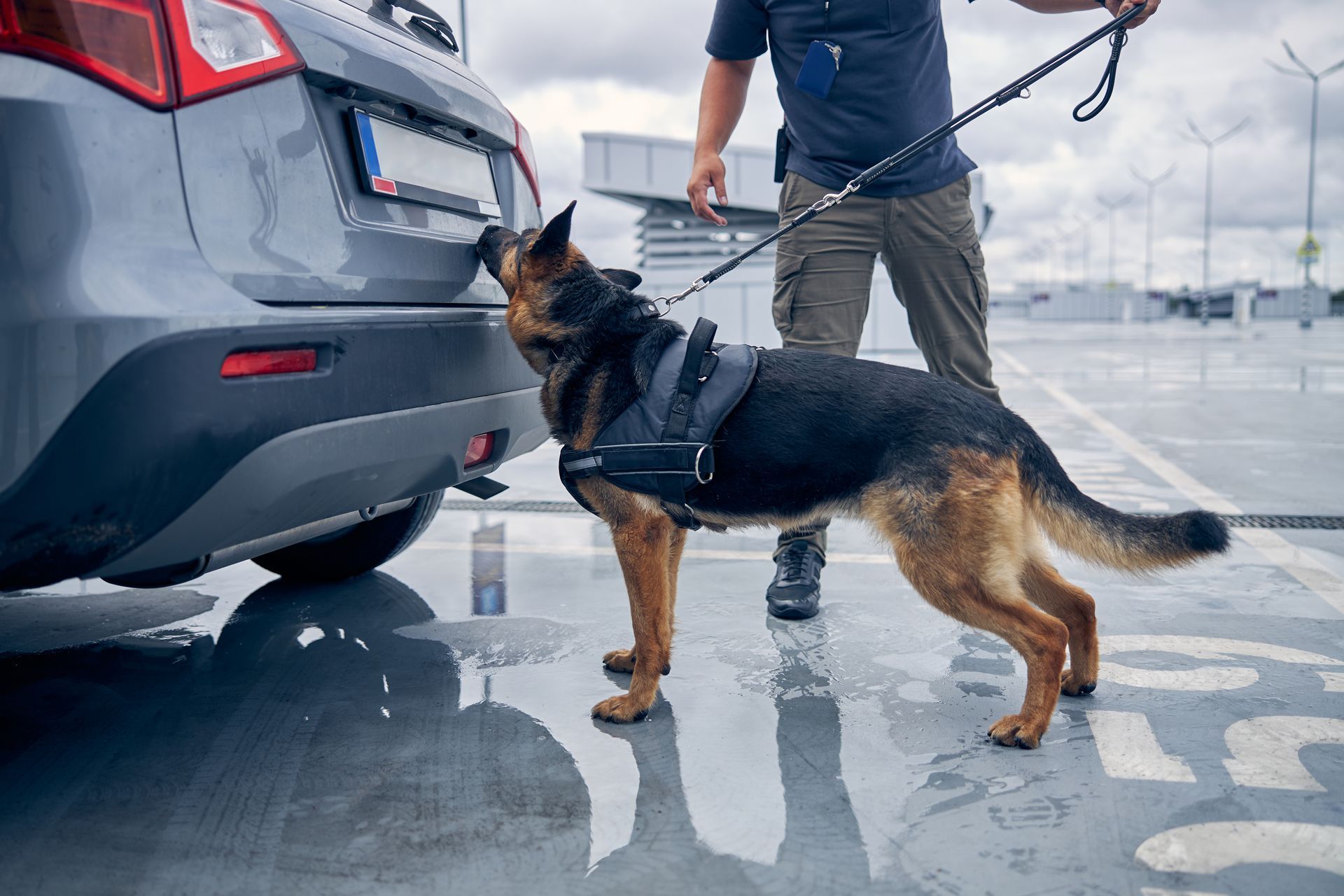 German shepherd police dog sniffing the rear of a gray car beside a handler in an outdoor parking lot