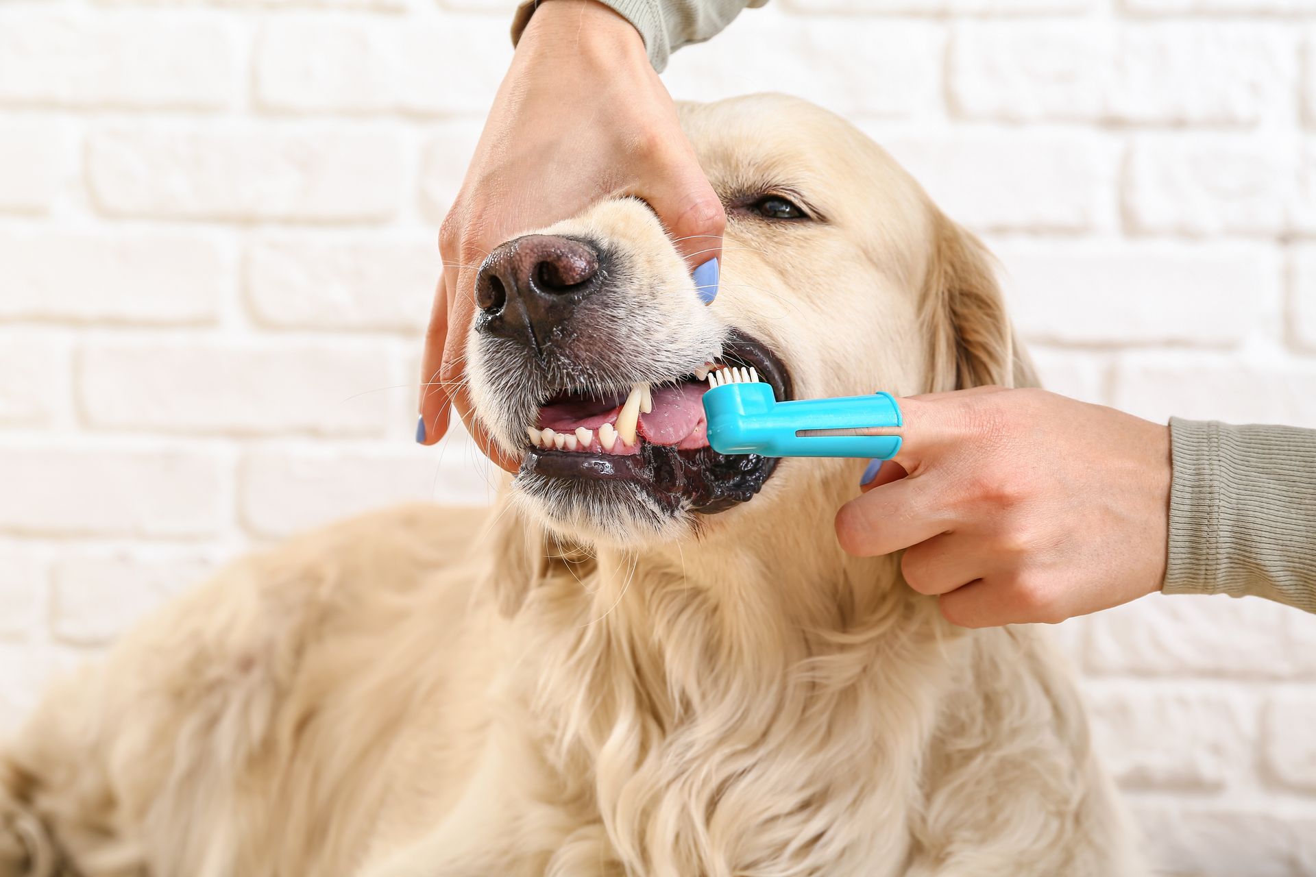 Golden retriever being brushed with a blue toothbrush while a hand holds its snout