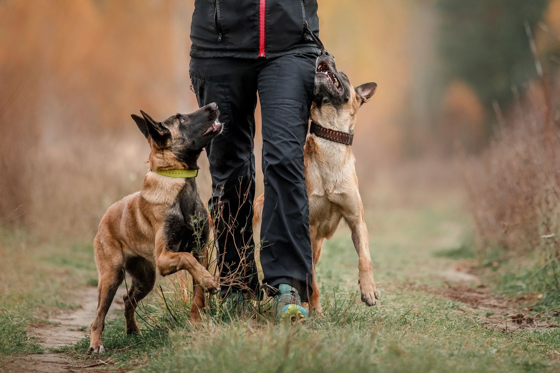 Two dogs walking beside a person on a wooded trail, looking up and reaching toward them