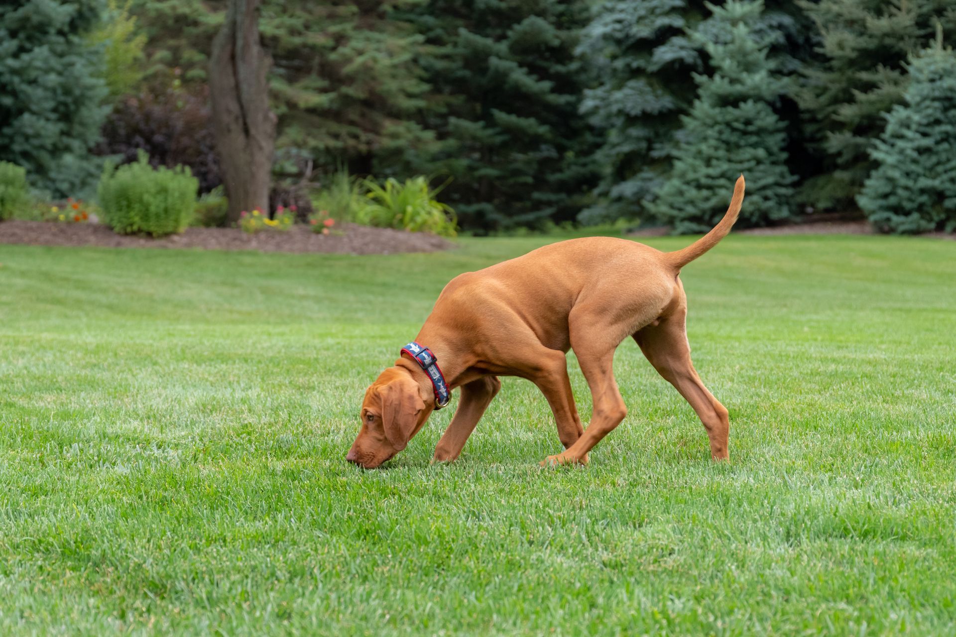 Brown dog sniffing grass in a green park