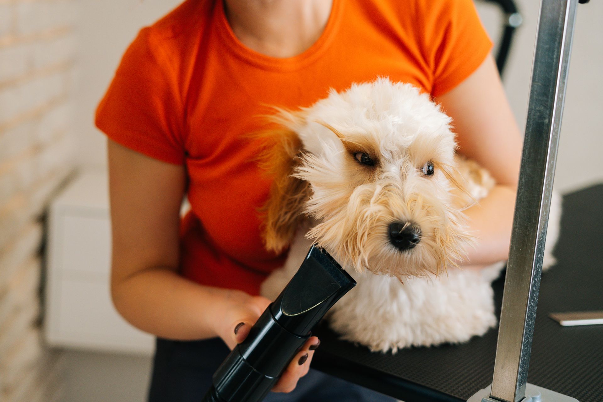 Person drying a fluffy white dog with a black hair dryer indoors