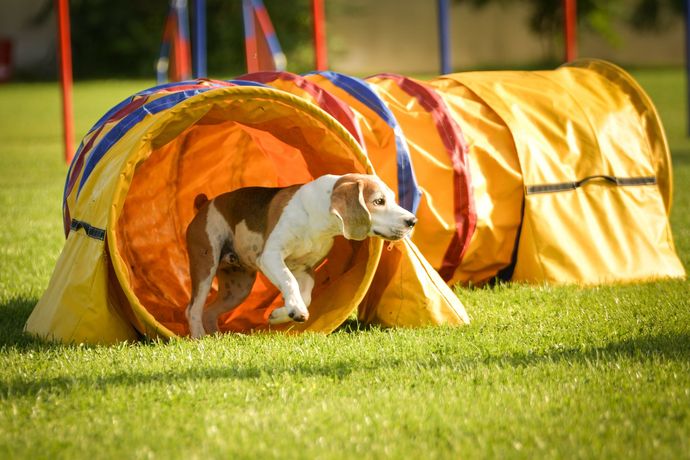 Two dogs emerging from an orange agility tunnel on grass outdoors