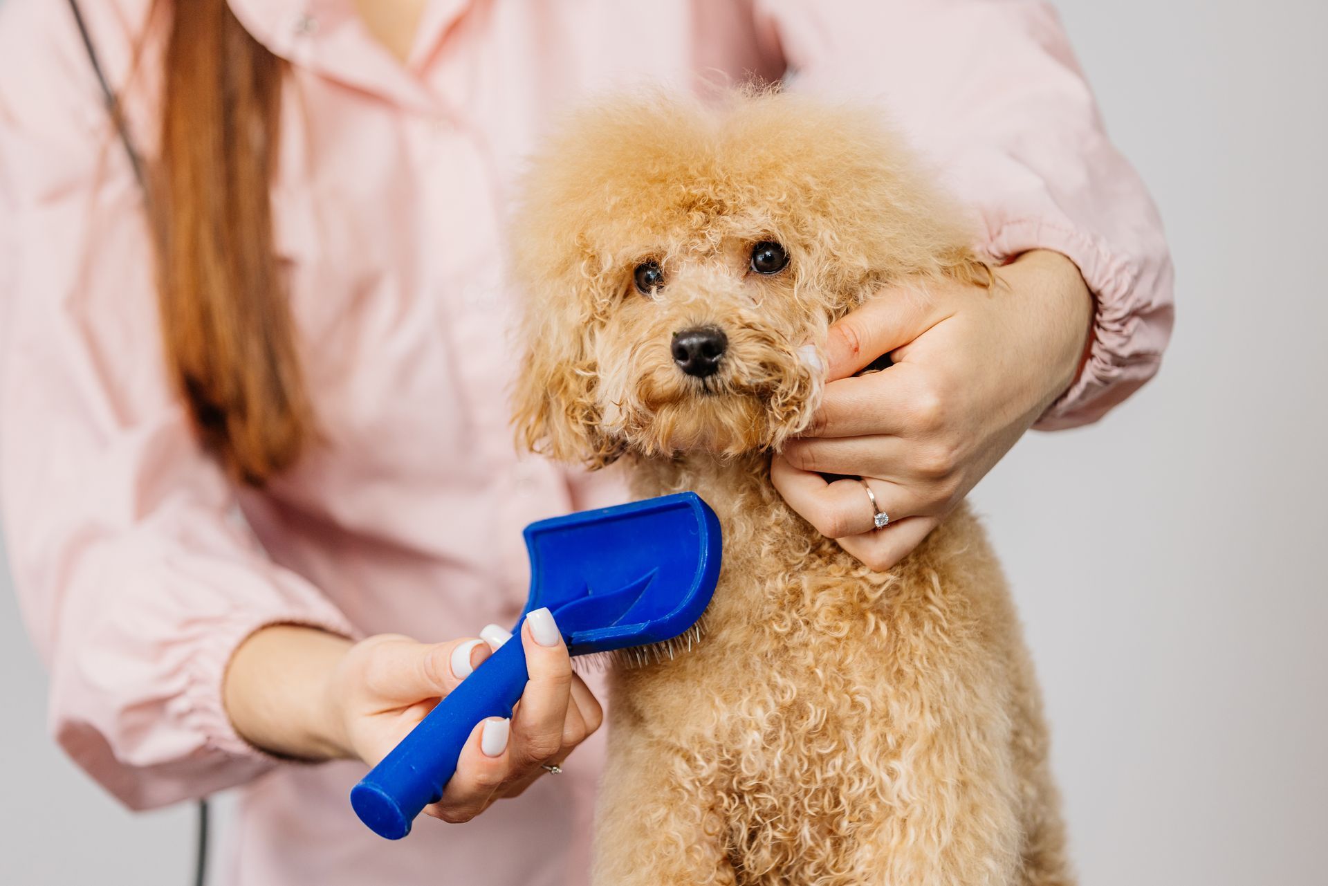 Person brushing a small curly tan dog with a blue brush