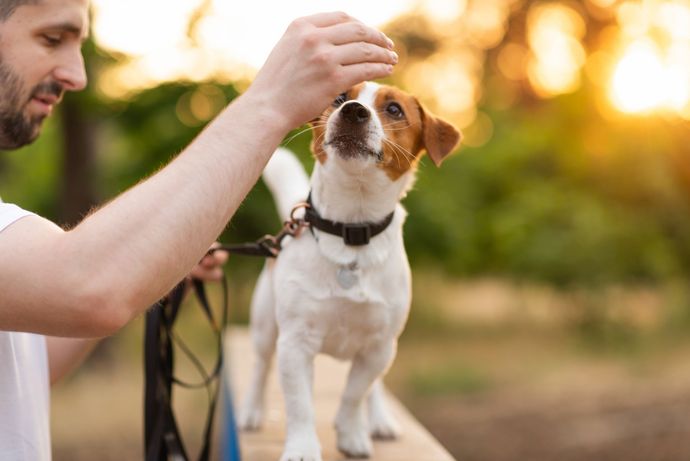 Man petting a small brown-and-white dog outdoors in warm sunlight