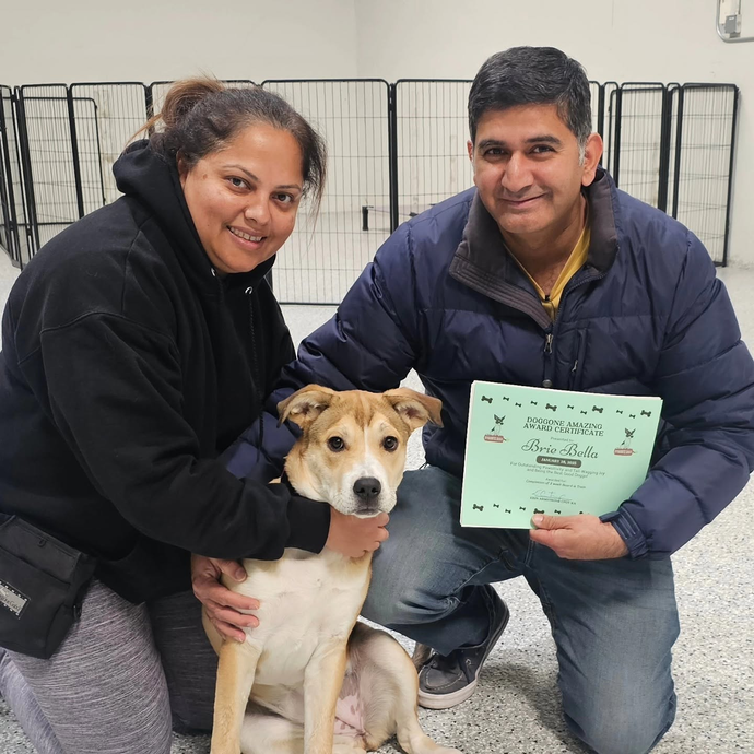 Two people kneel beside a tan-and-white dog, holding a green certificate in an indoor room.