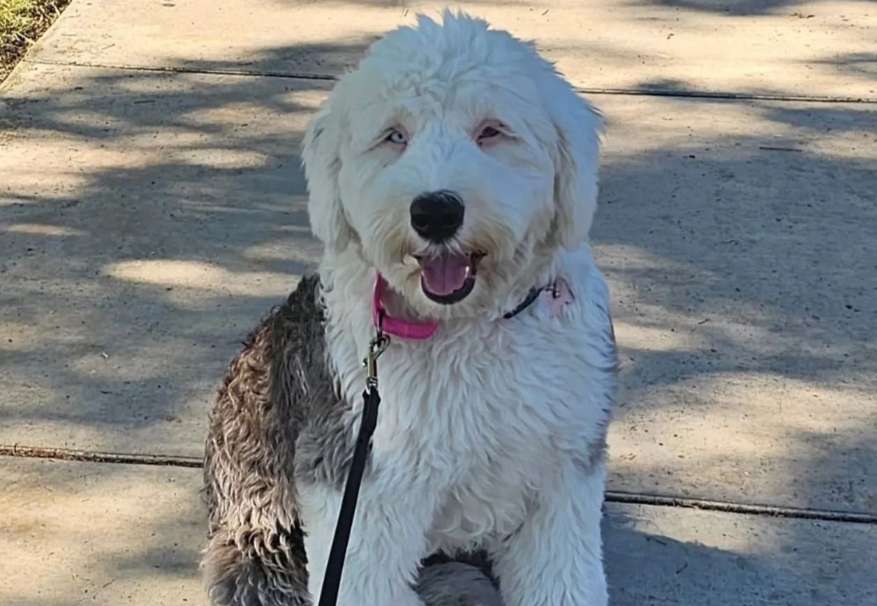 White fluffy dog with a pink collar sitting on a sunlit sidewalk, looking at the camera