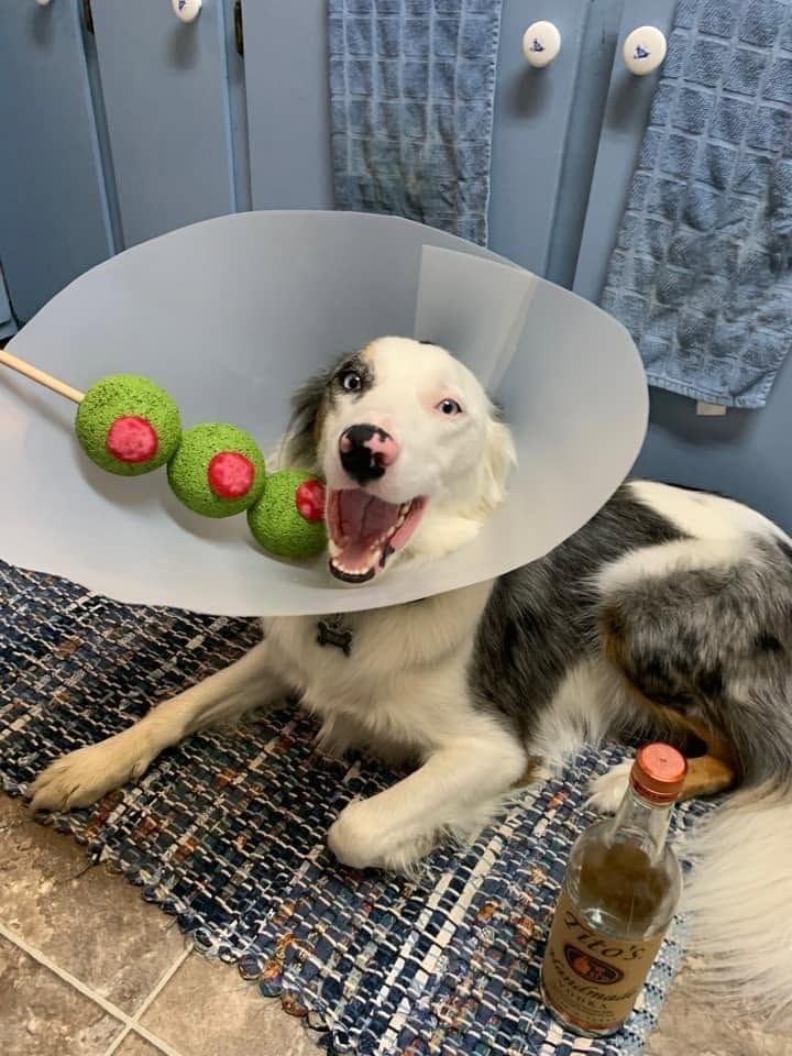 Dog wearing a cone, lying in a bathroom with a green treat skewer and a bottle nearby.