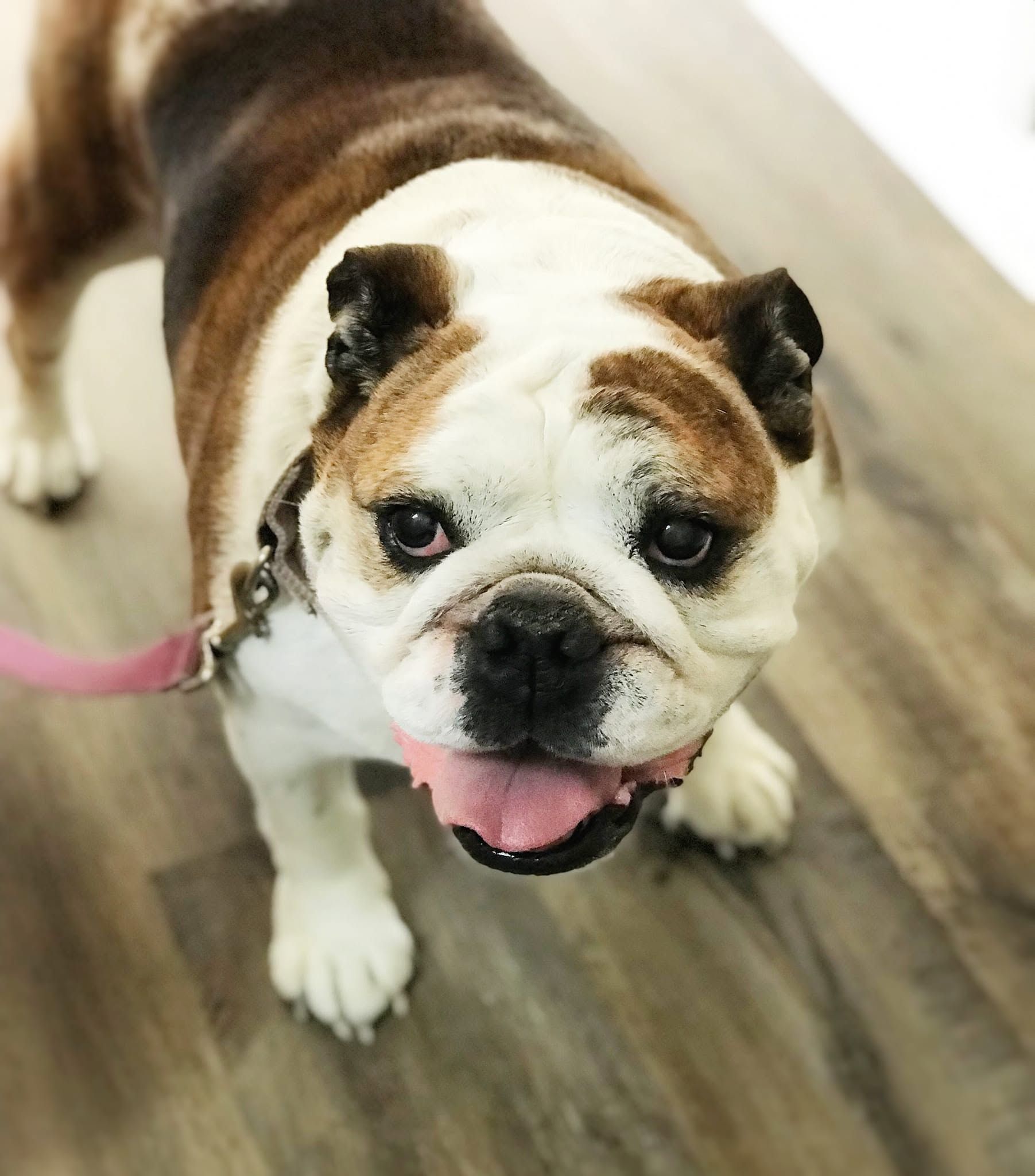 Brown-and-white bulldog on a leash, standing on a wooden floor with its tongue out.