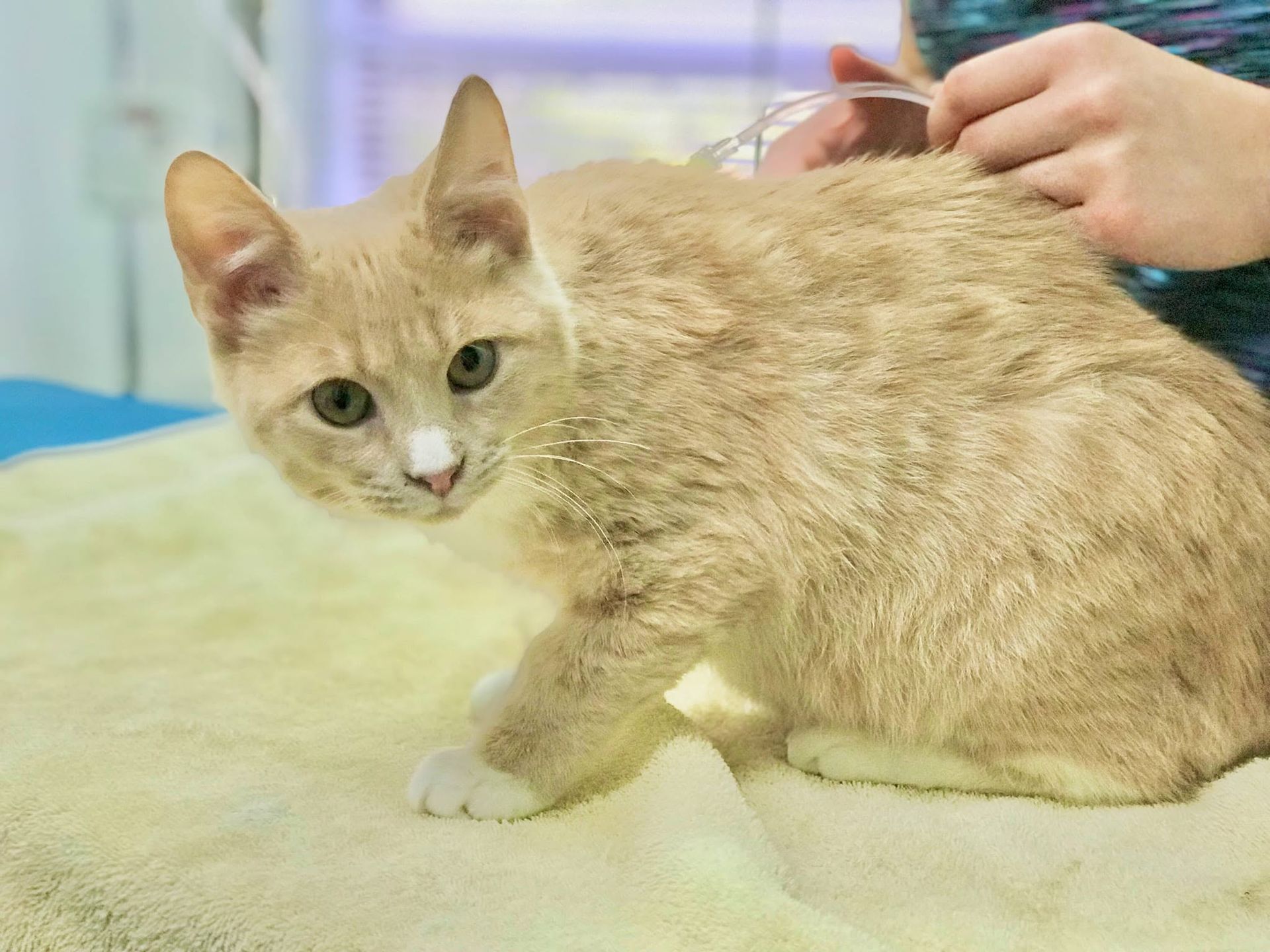 Tan kitten being gently petted on a bed, looking toward the camera.