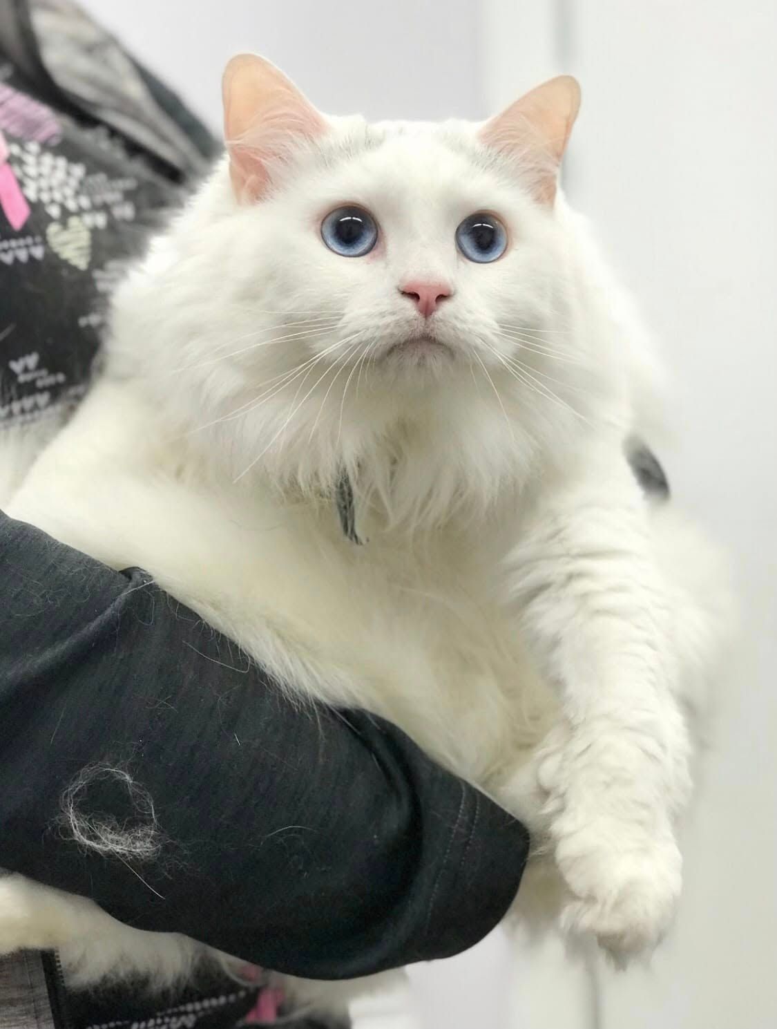Fluffy white cat with blue eyes resting on a black sleeve, looking up.