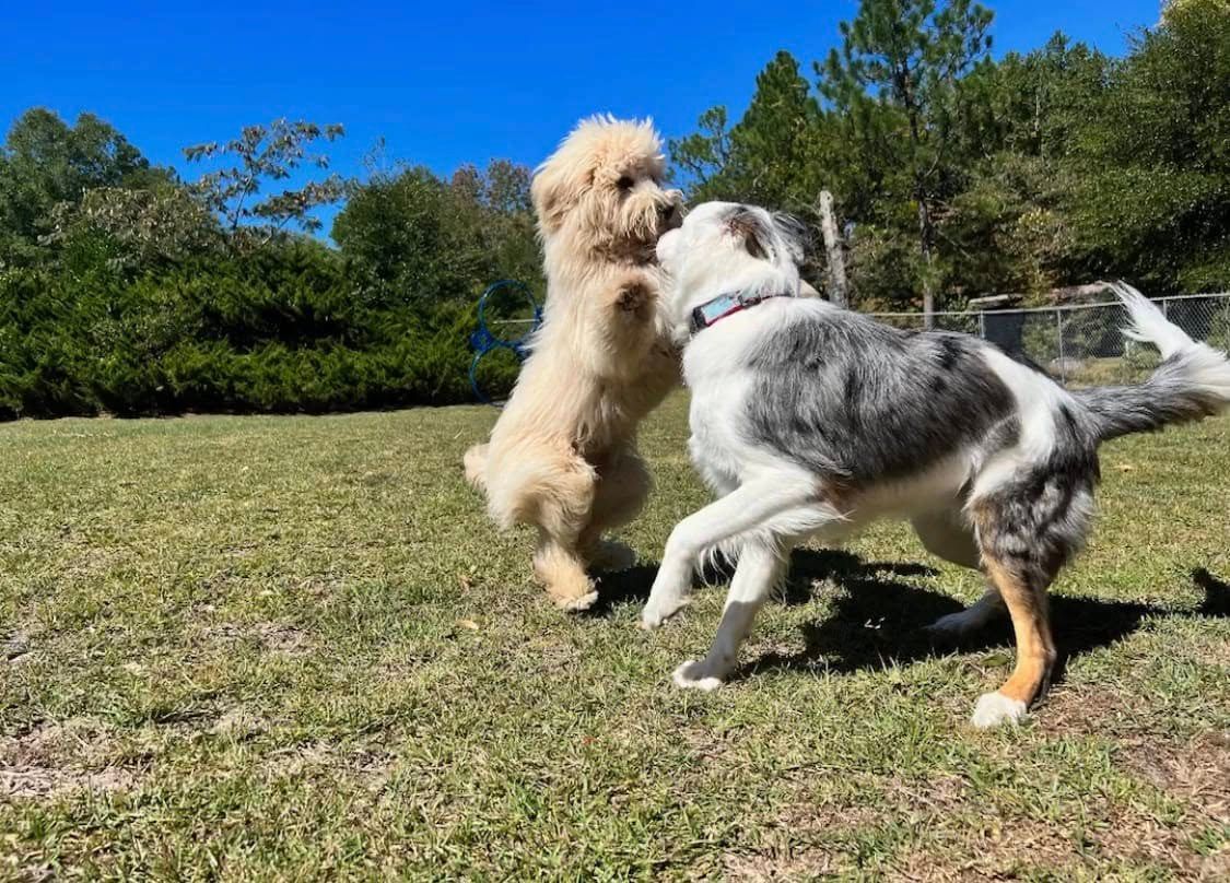 Two dogs playing on grass, a tan dog facing a white-and-gray dog under a sunny blue sky.