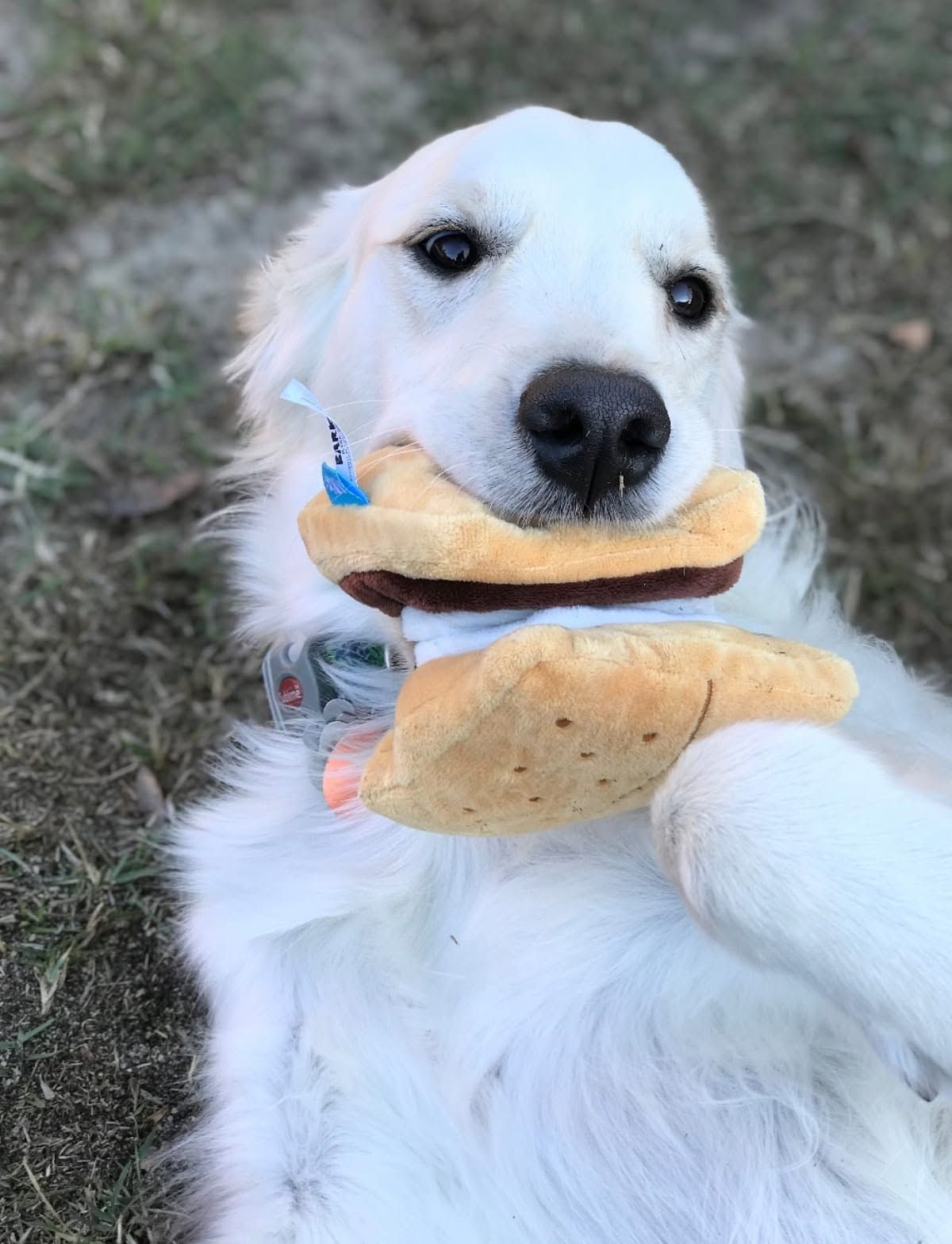 White dog holding two sandwiches in its mouth while lying on grass.