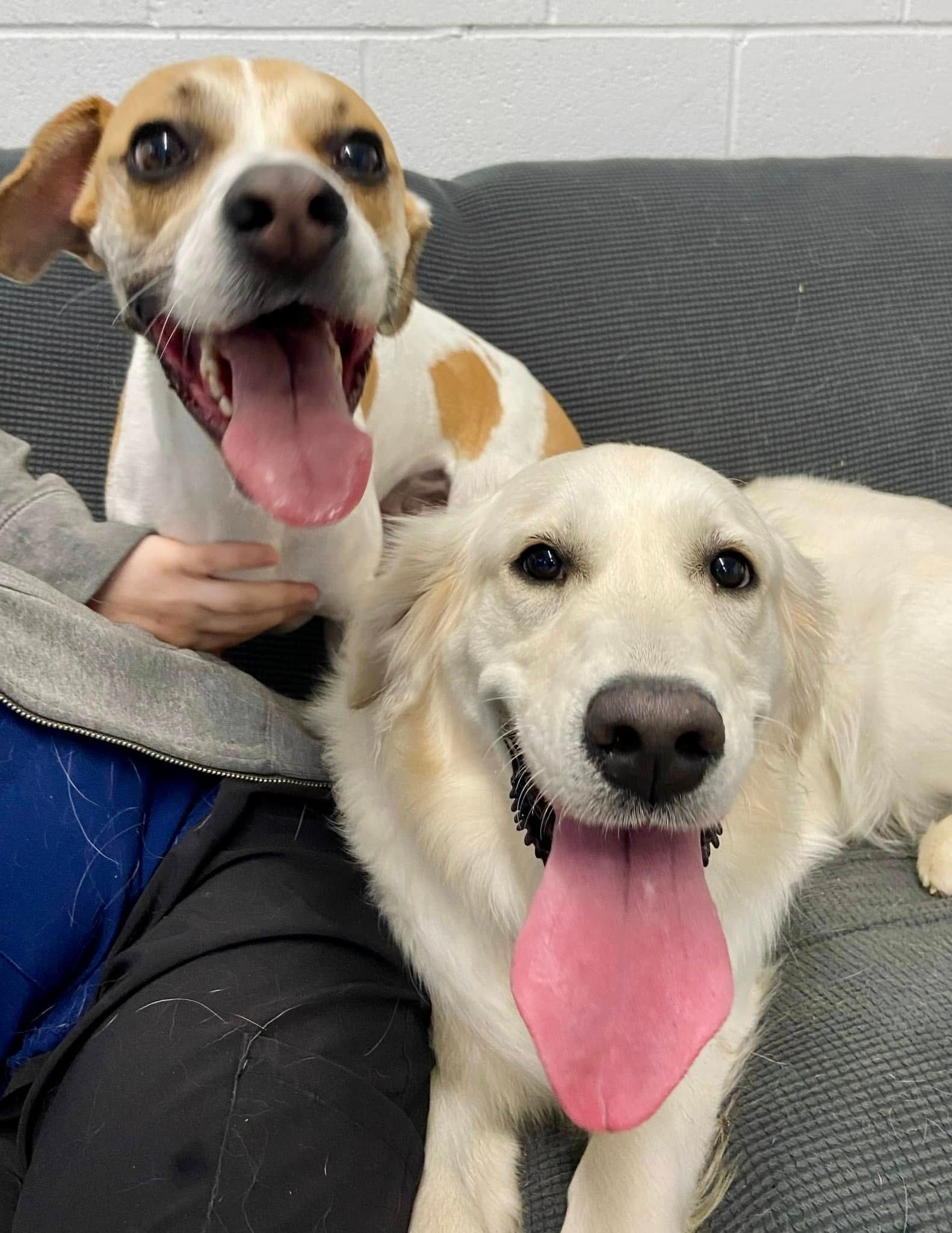 Two happy dogs on a gray couch, one tan-and-white and one cream, both panting with tongues out.