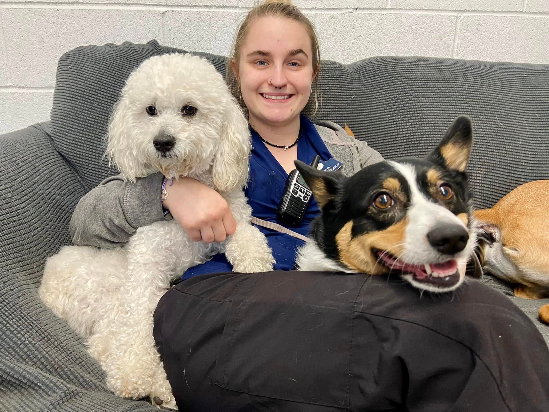 Woman sitting on a gray couch with two dogs, one white and one black-and-tan, all looking at the camera.